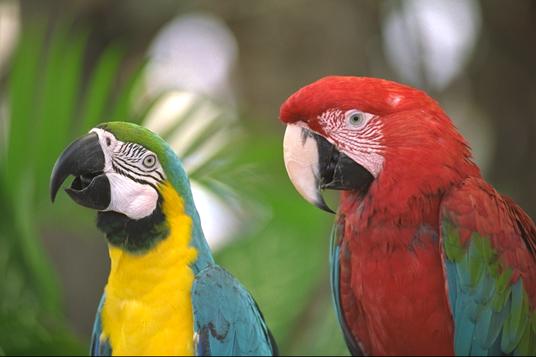 Who you callin' a cockatoo?